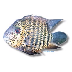 Heros efaciatus 4-5cm